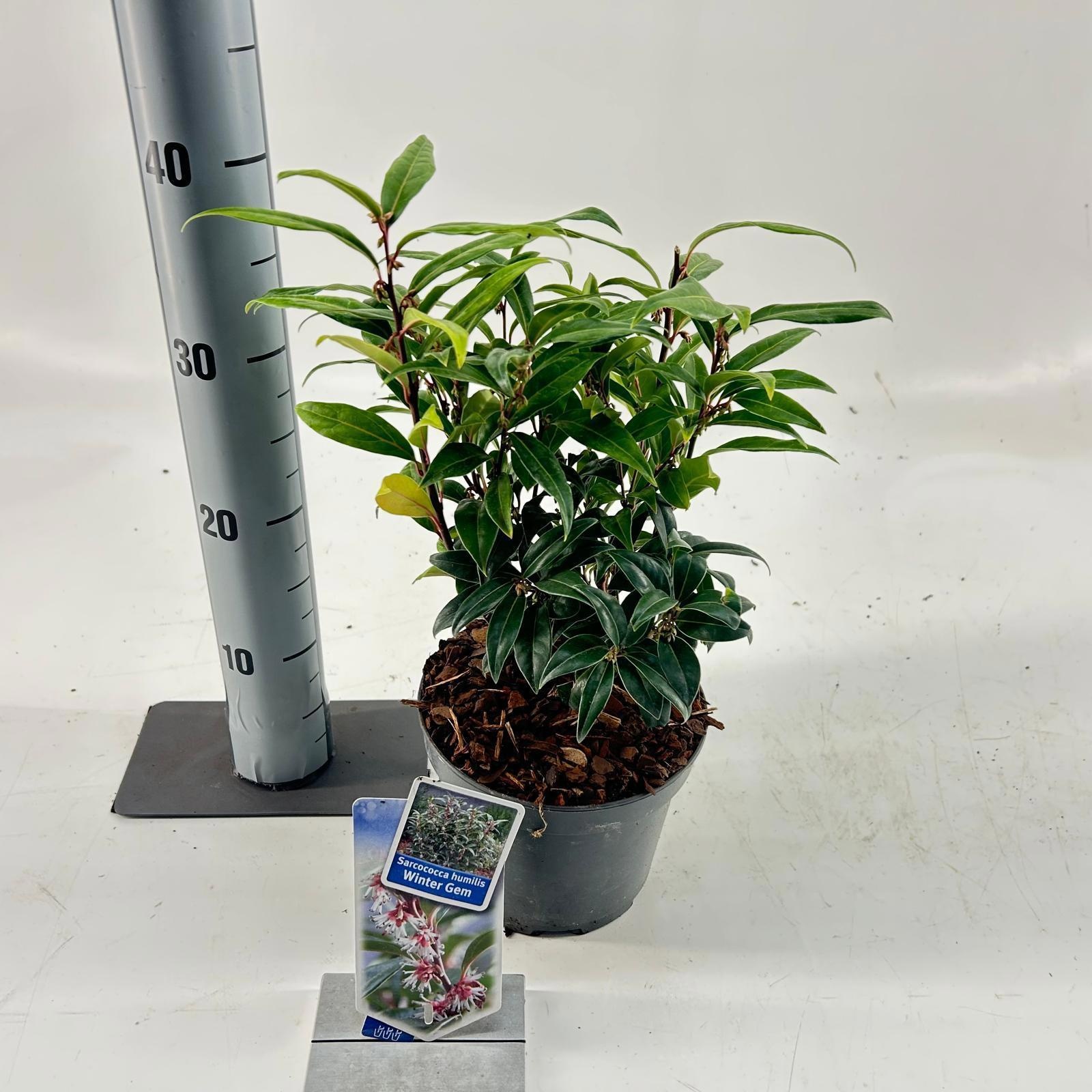 Sarcococca hookeriana Winter Gem ('Pmoore03'PBR), D 17