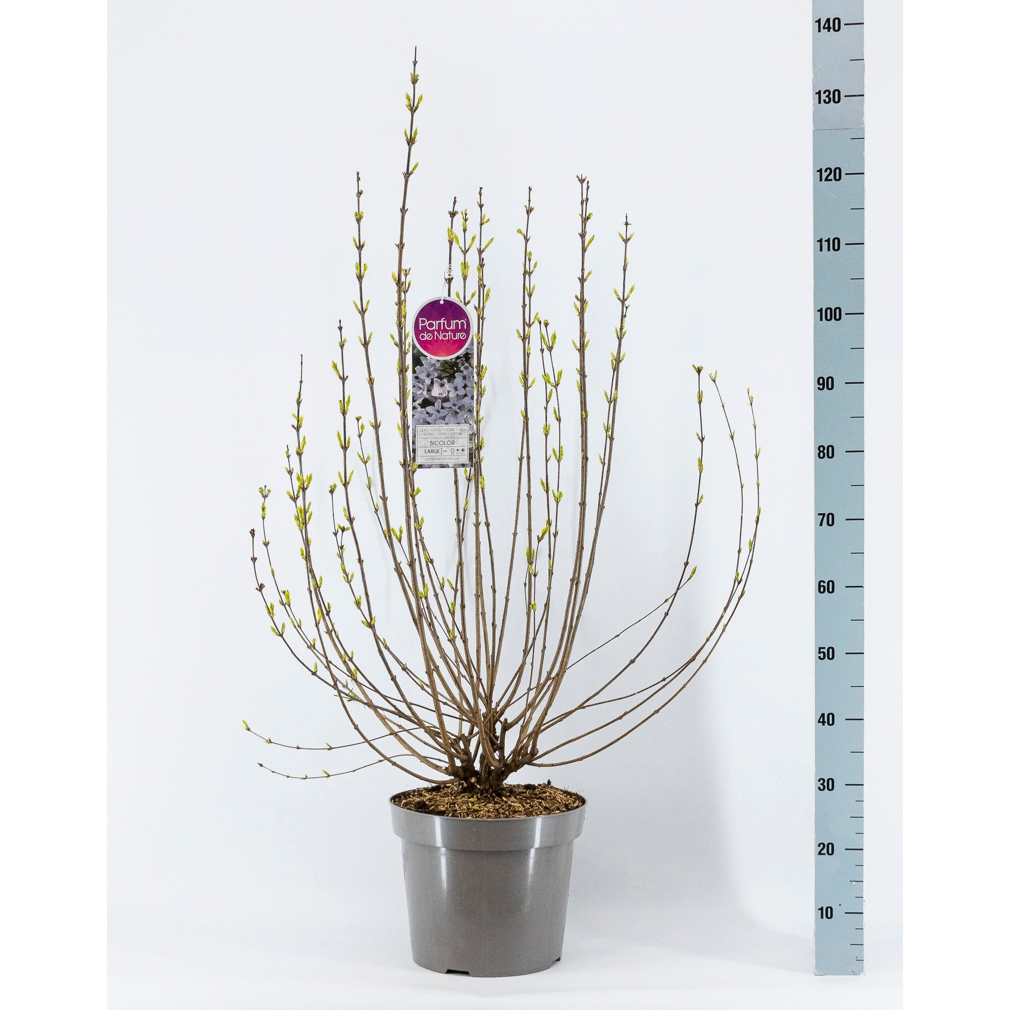 Syringa chin. Bicolor, C15, D 32