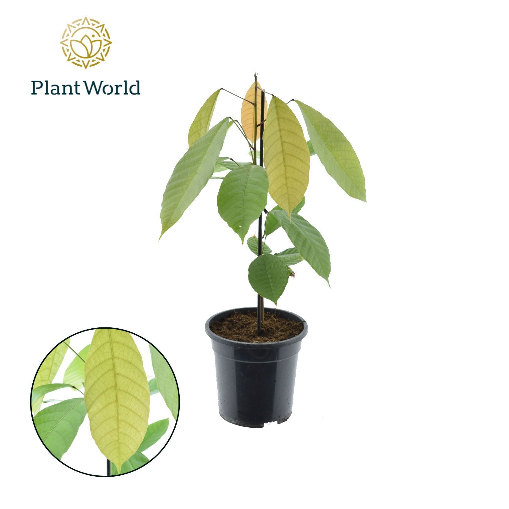 Cacao Theobrama, D 19