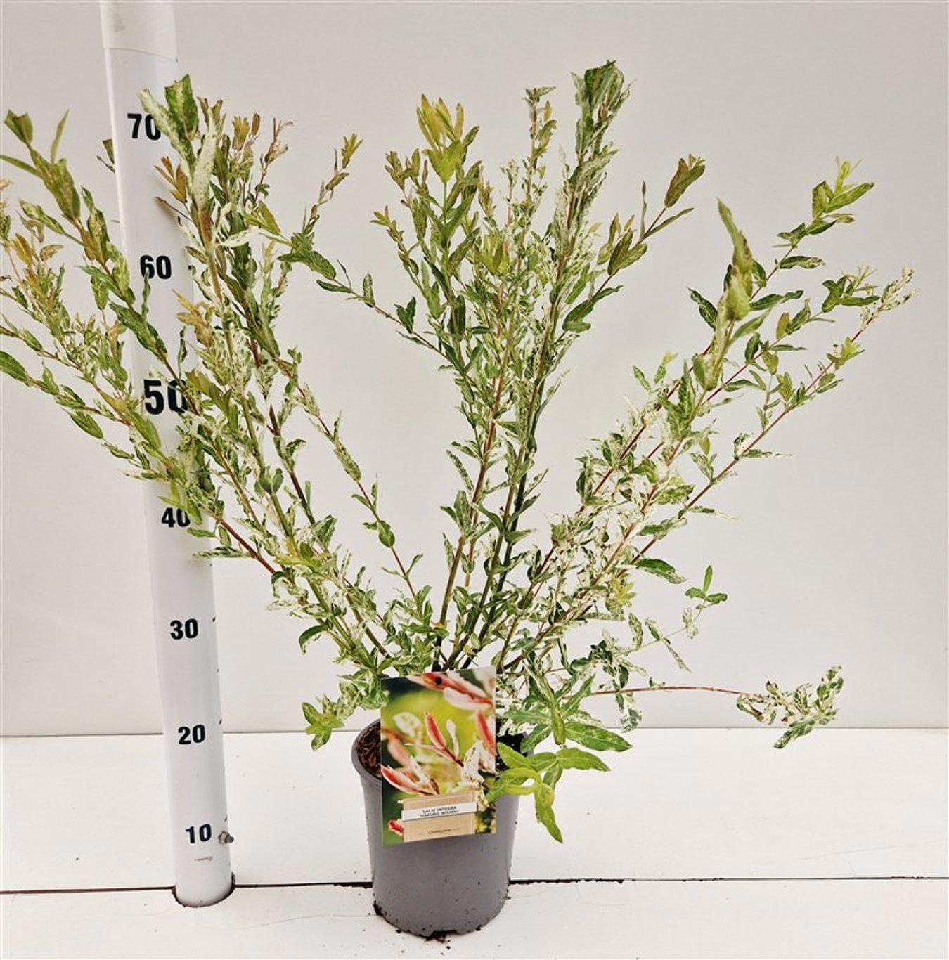 Salix integra 'Hakuro Nishiki', D 17 cm