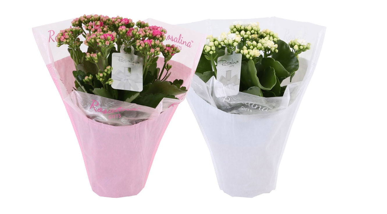 KP-729.3 - Kalanchoe Rosalina 12cm Gifts love met chique etiket, D 12