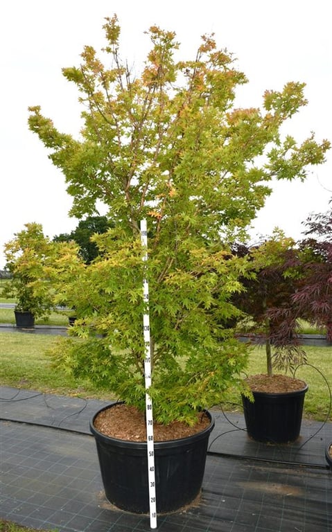 Acer pal. 'Sangokaku', D 96