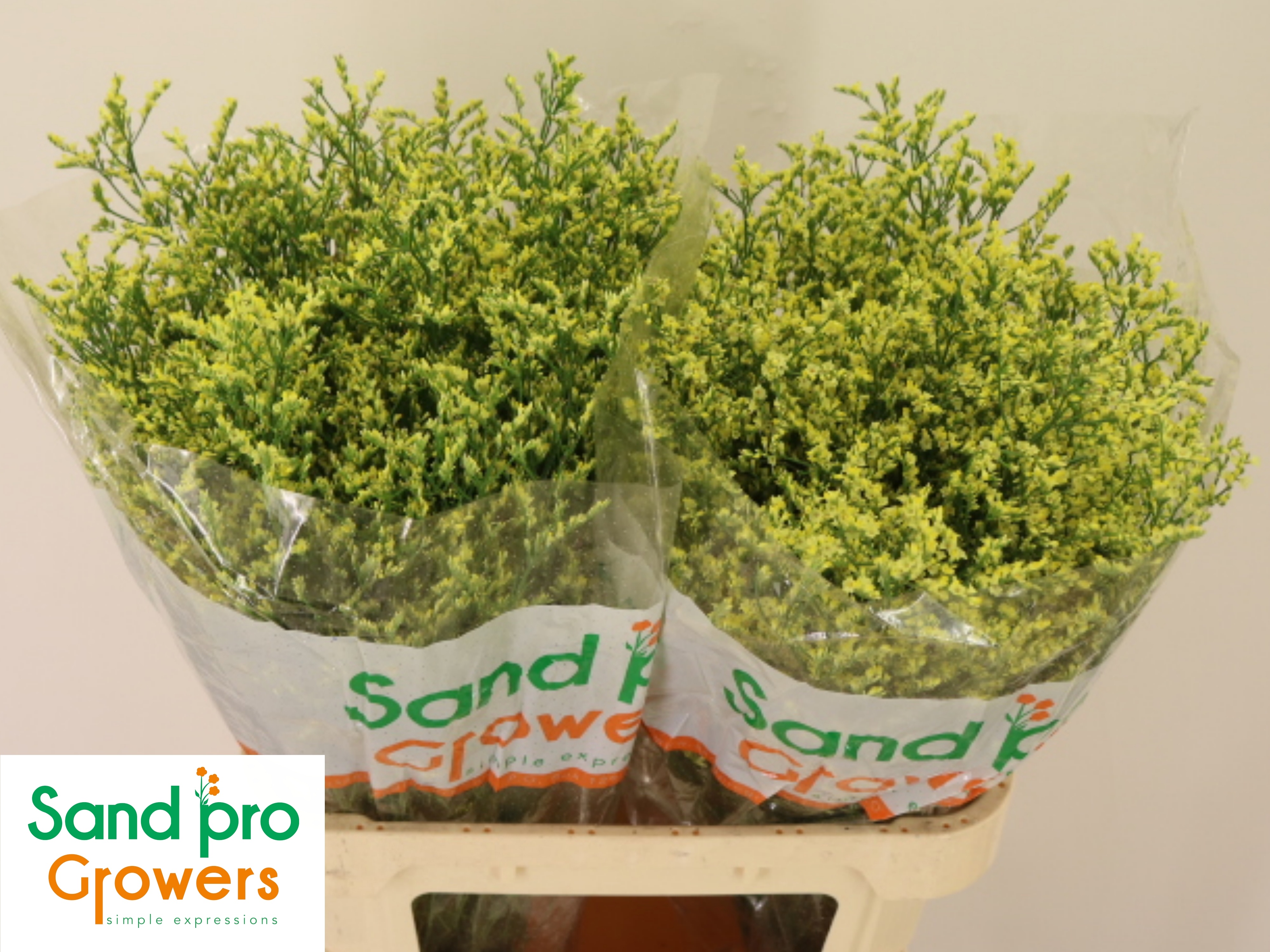 Лимониум Чайна Саммер 80, шт.