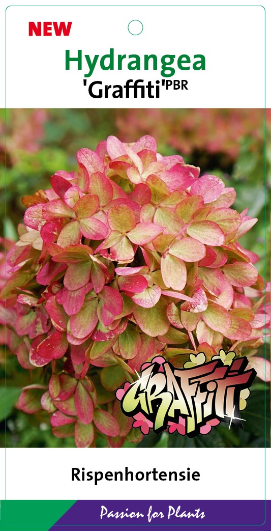 Hydrangea pan. 'Graffiti' 50-60C7, D 25 cm