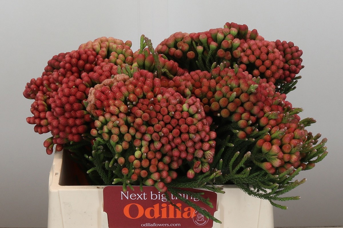 Бруния Лаевис Рэд 35, шт.