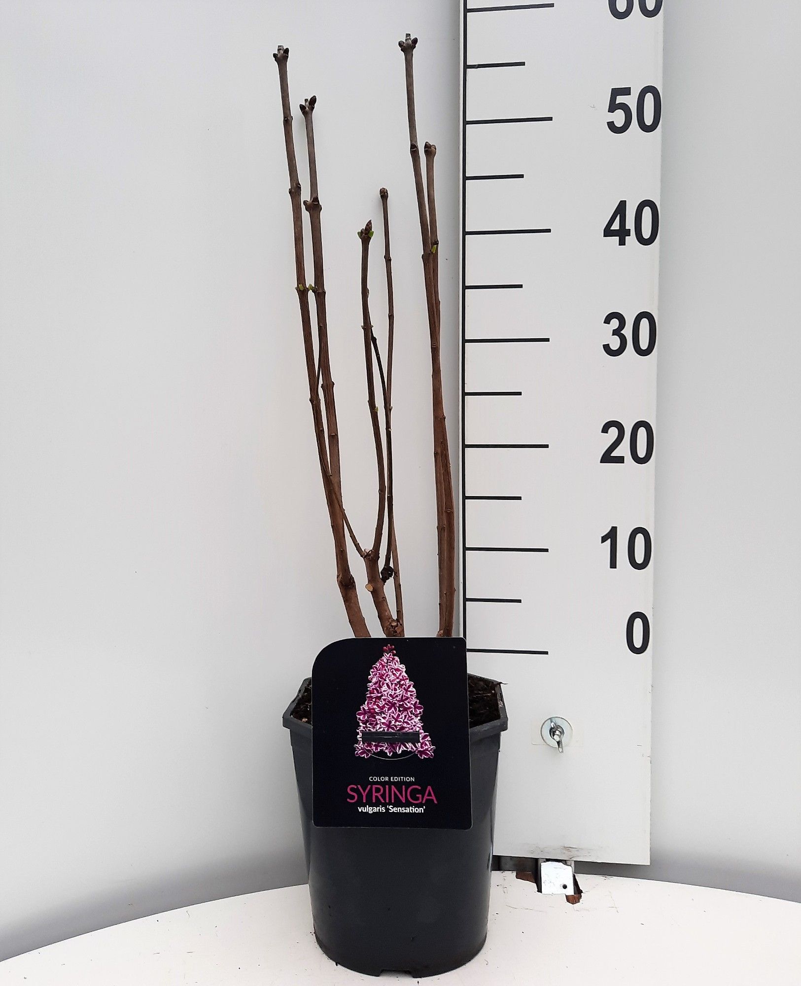 Syringa vulgaris Sensation, D 21