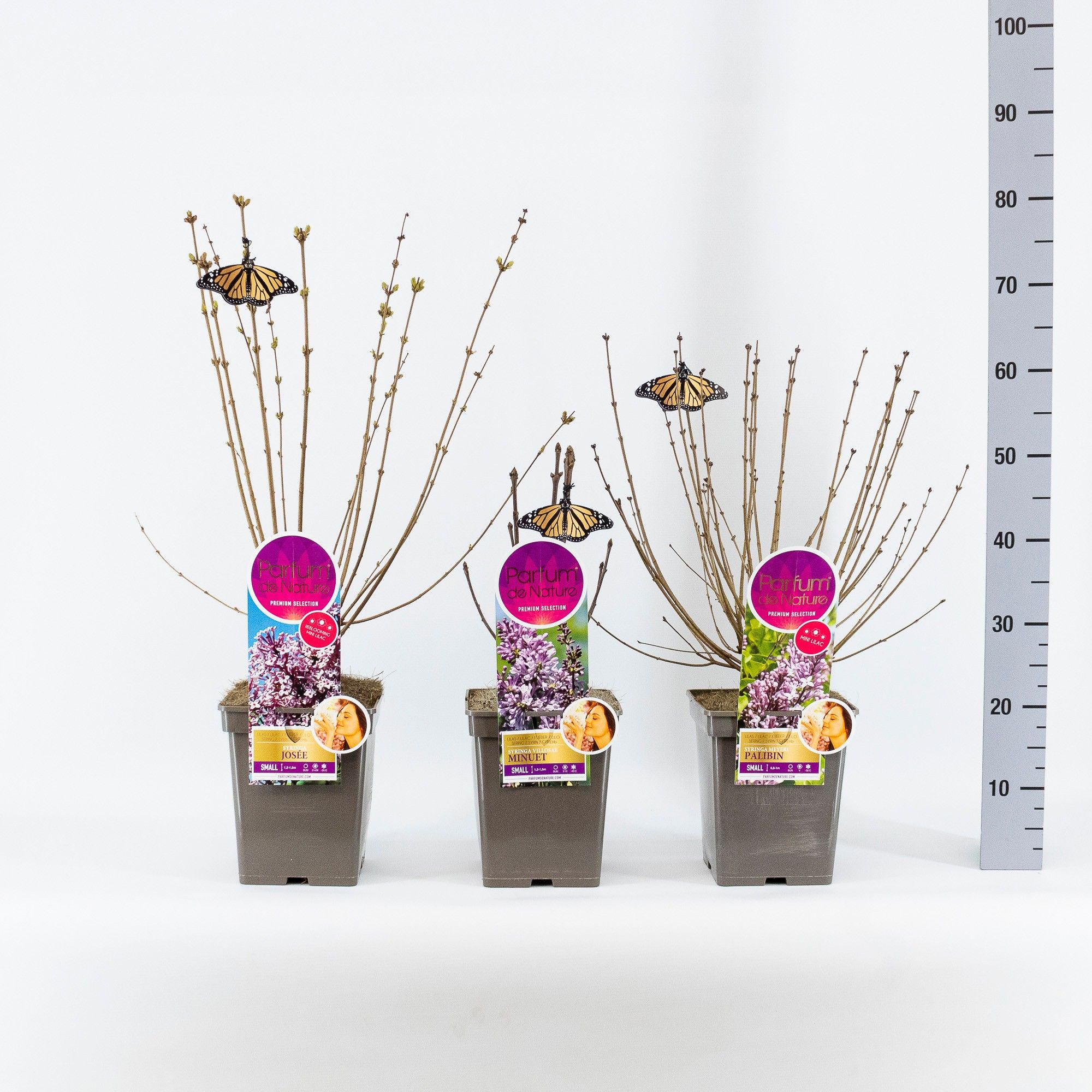 Syringa Small, 'Premium Selection' mix, C5, D 23 cm Syringa Small, 'Premium Selection' mix, C5, D 23 cm