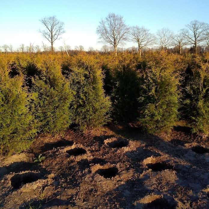 Thuja Occidentalis 'Brabant' plantmaat 140-160, D 26