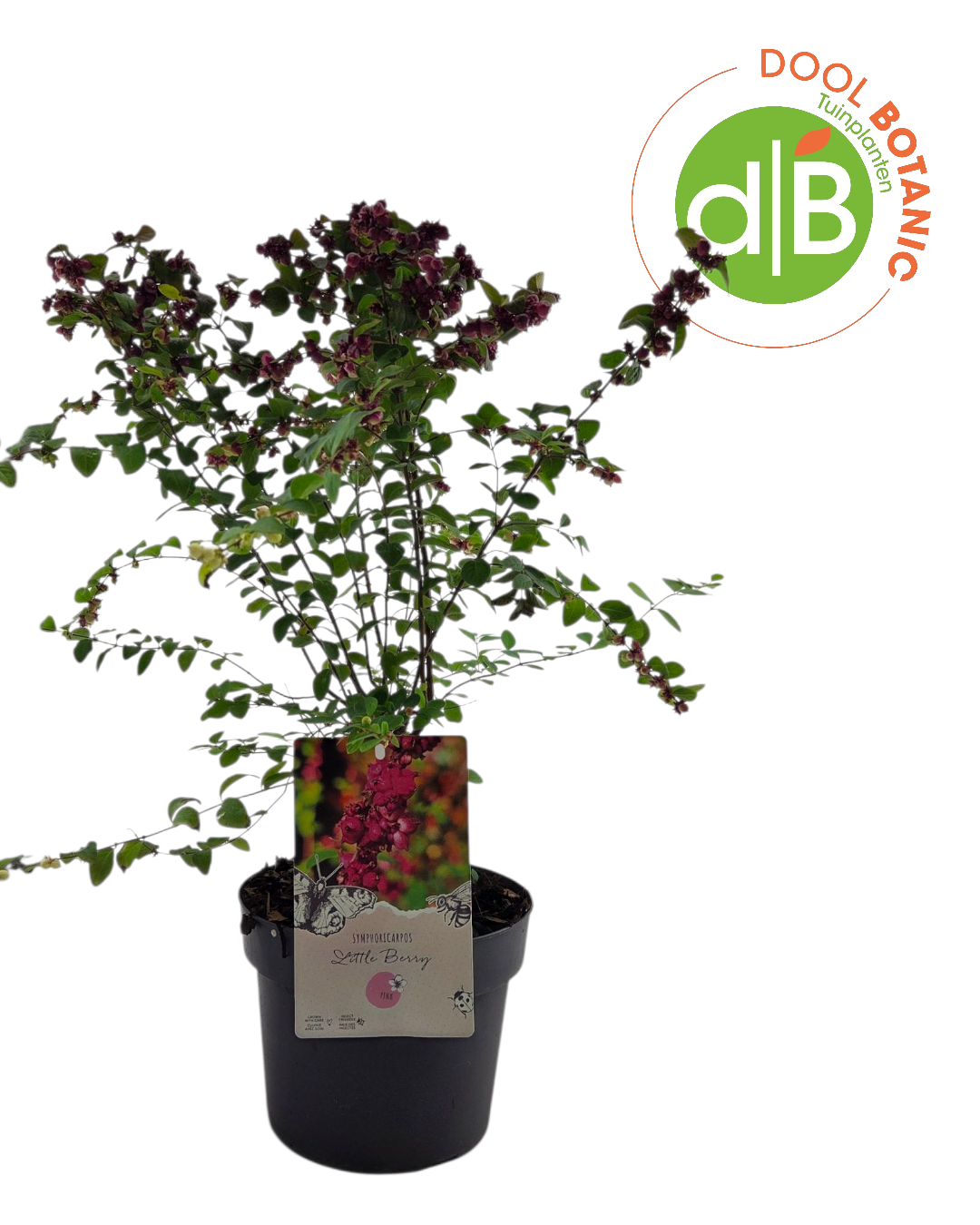 Symphoricarpos 'Little Berry' pbr (NEW), D 19