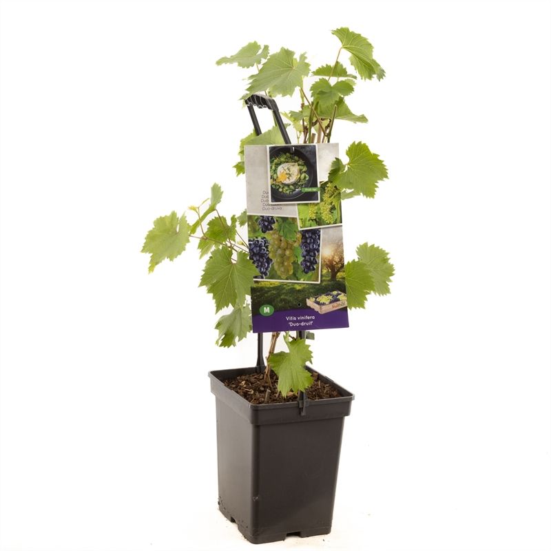 Vitis vin. Duo-druif - draagbeugel 2 planten 1 pot, D 18 cm