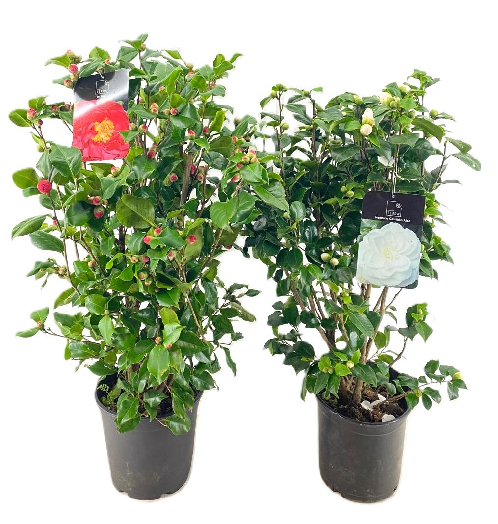Camellia japonica, D 28