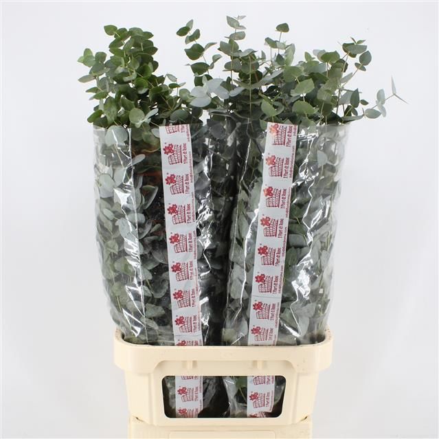 Эвкалипт Цинерея 100, шт.