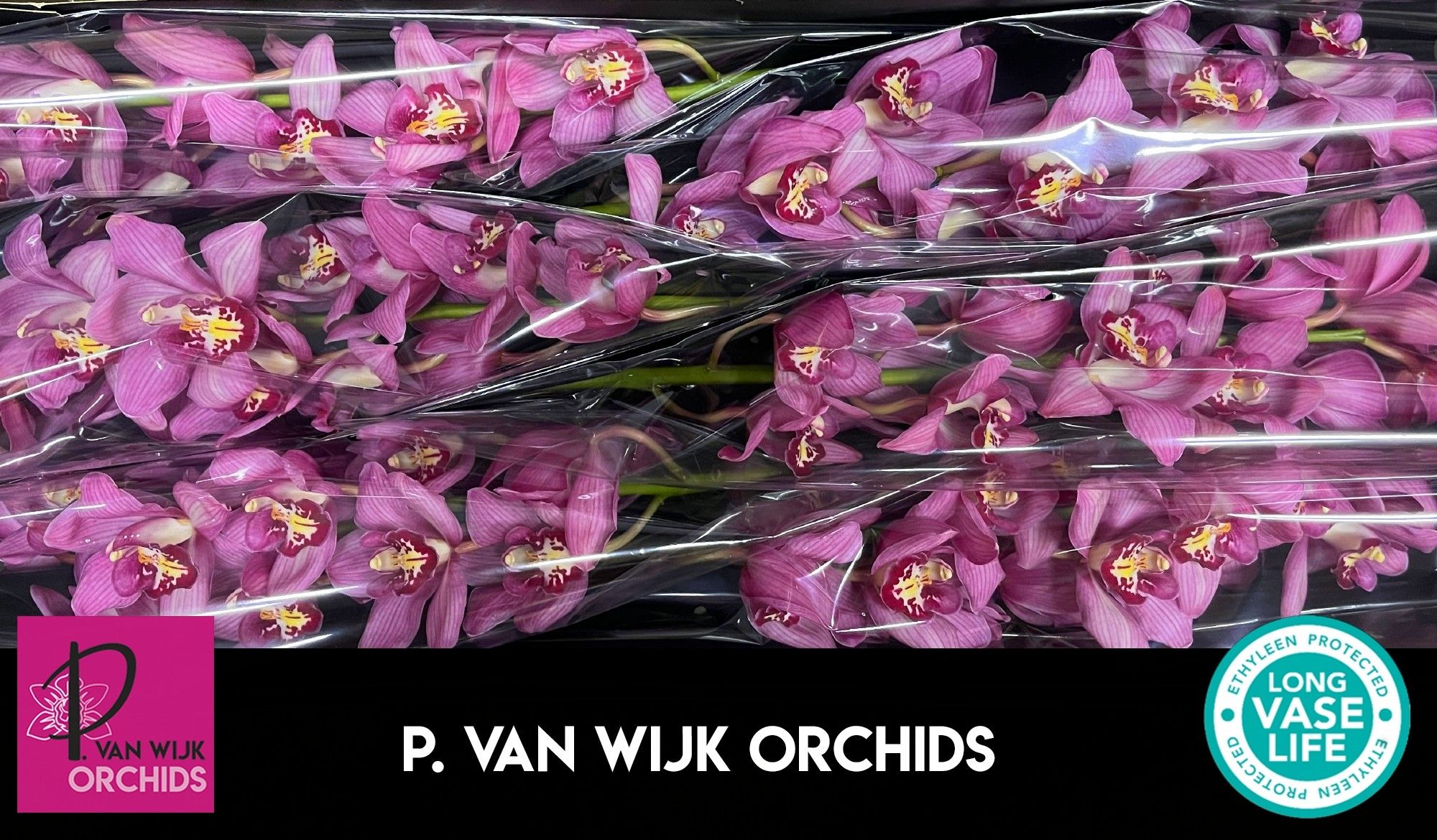 Цимбидиум Синтия 80 (ярко-роз.) x6, шт.