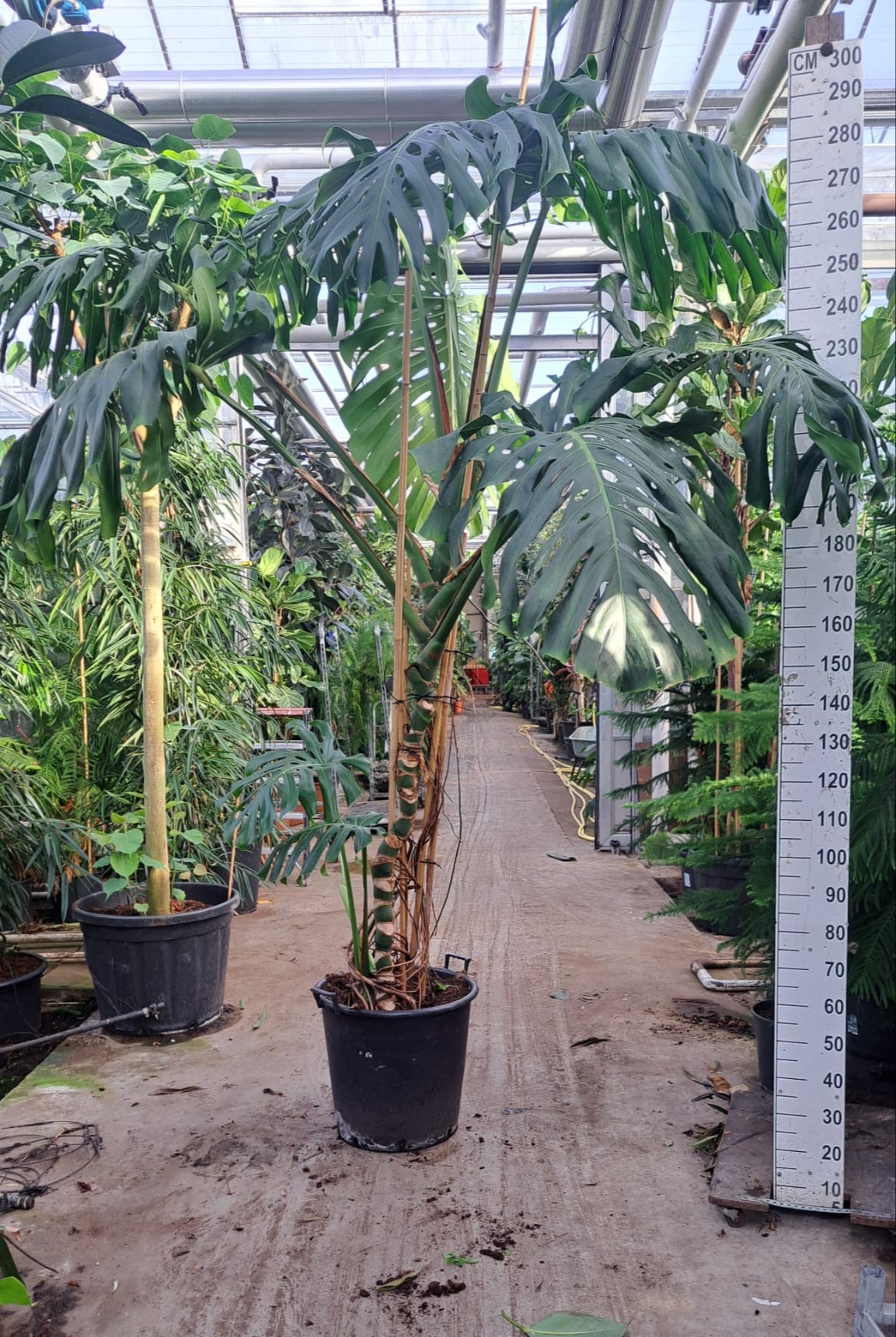 Monstera Deliciosa Big XXL 300, D 60