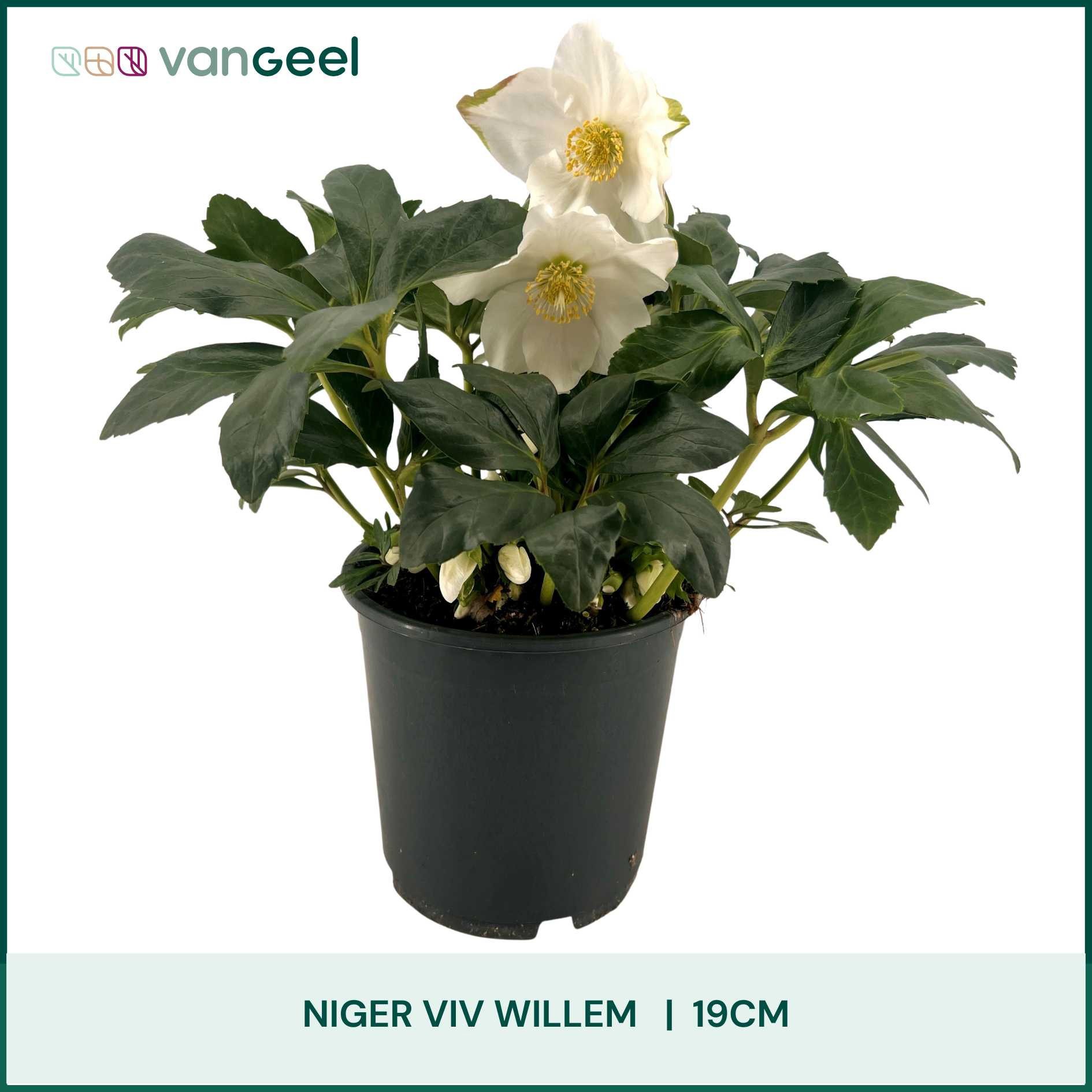 Helleborus Niger Willem 19cm, D 19