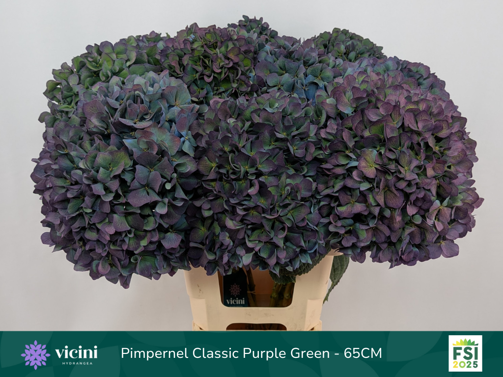 Гортензия Пимпернел Классик 65, шт.