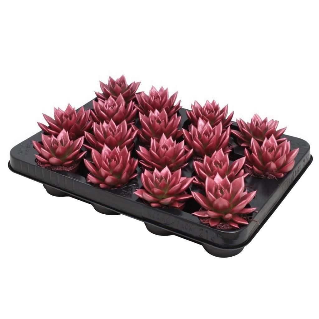 Miranda coloured metallic red, D 6