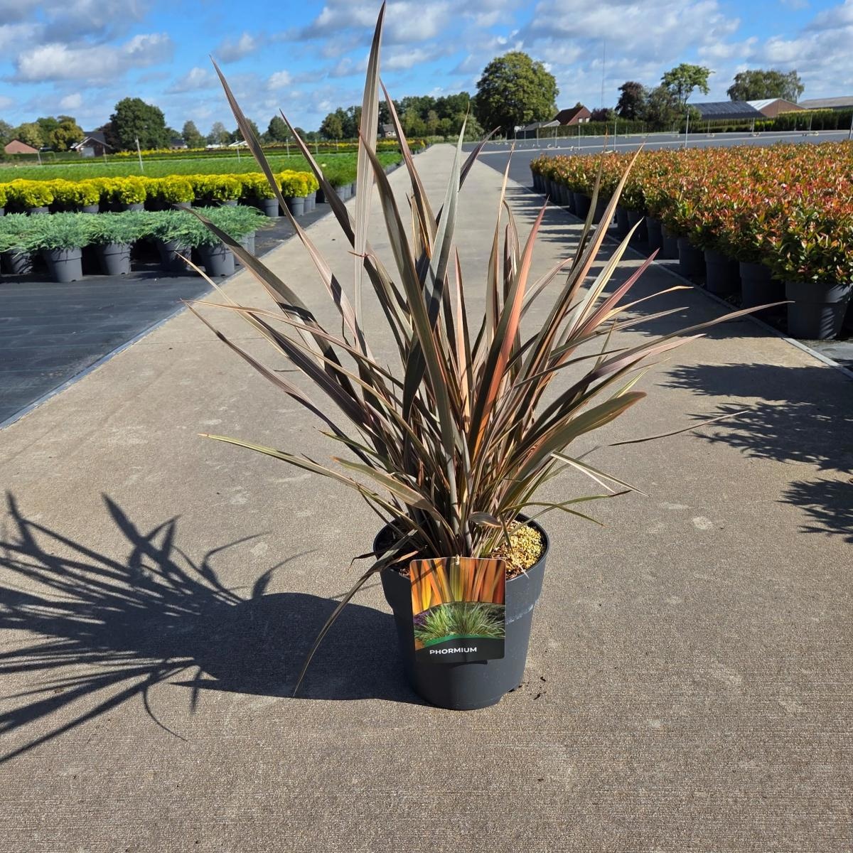 Phormium 'Flamingo', D 29 cm