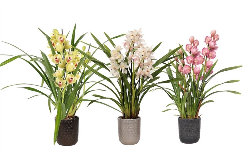 Vera p12 symmetric mix Cymbidium mix 3T15+, D 12 cm