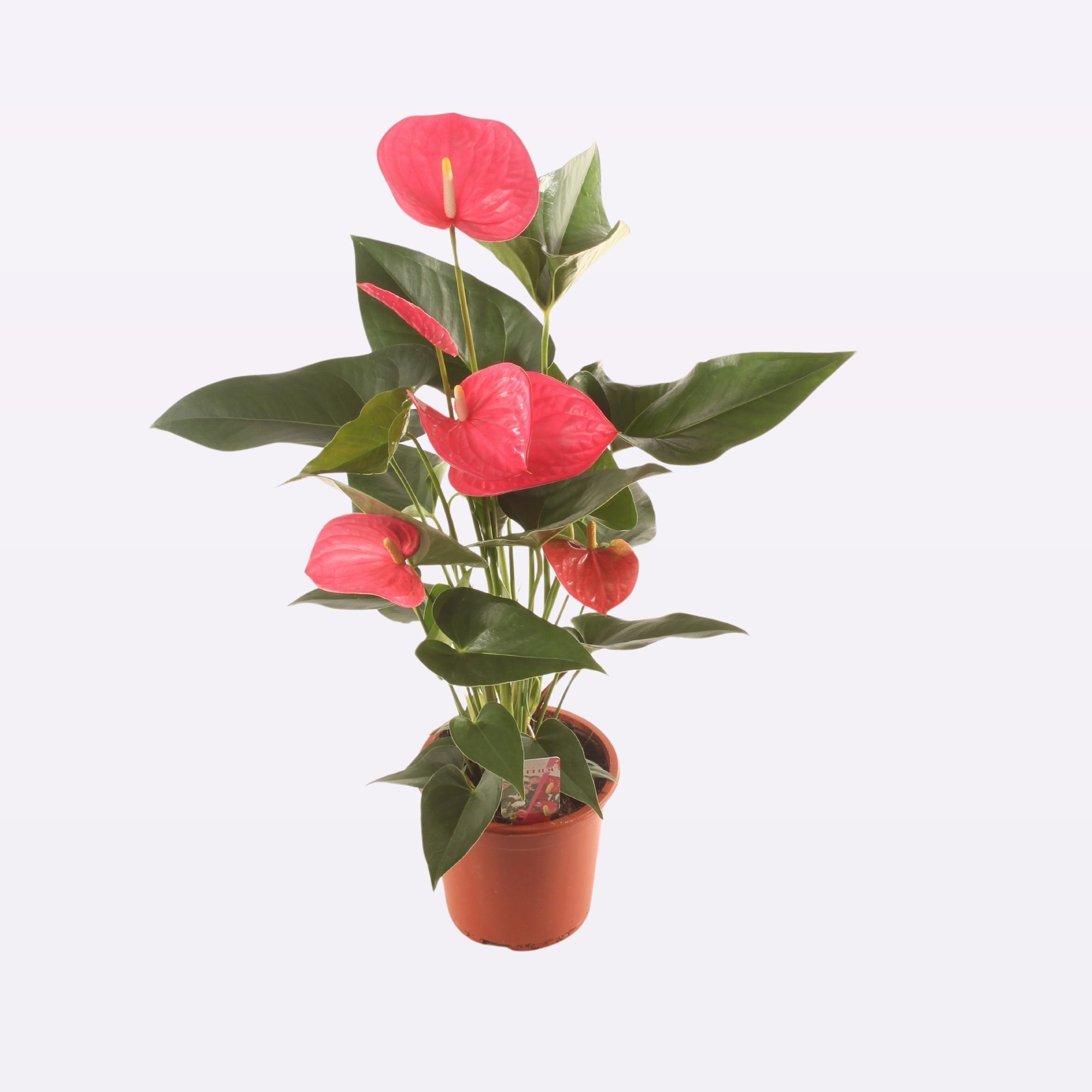 Ant. Maine P17., D 17