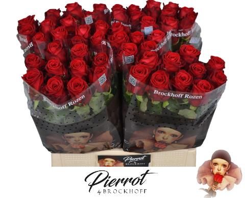 Роза од. Рэд Наоми 55, шт.