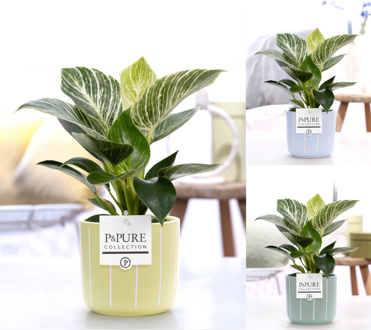 Philodendron White Wave in P&PURE Fleur ceramics ass. 3, D 12