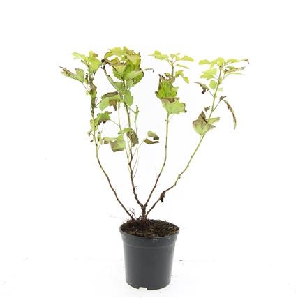 Physocarpus op. 'Dart's Gold', D 14 cm Physocarpus op. 'Dart's Gold', D 14 cm