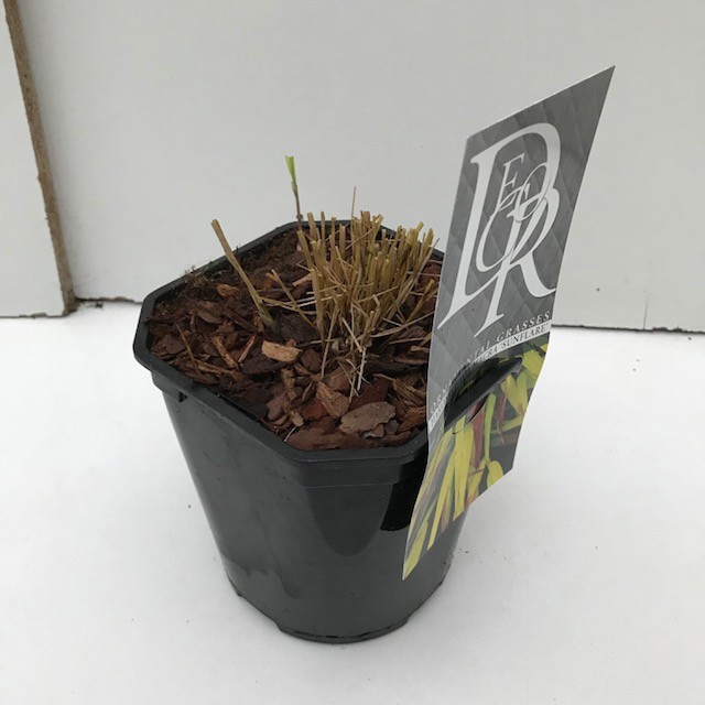 Hakonechloa macra 'Sunflare', D 17