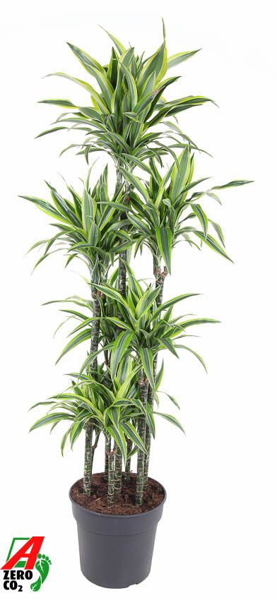 Dracaena Lemon Lime 120-carrousel, D 34 cm Dracaena Lemon Lime 120-carrousel, D 34 cm