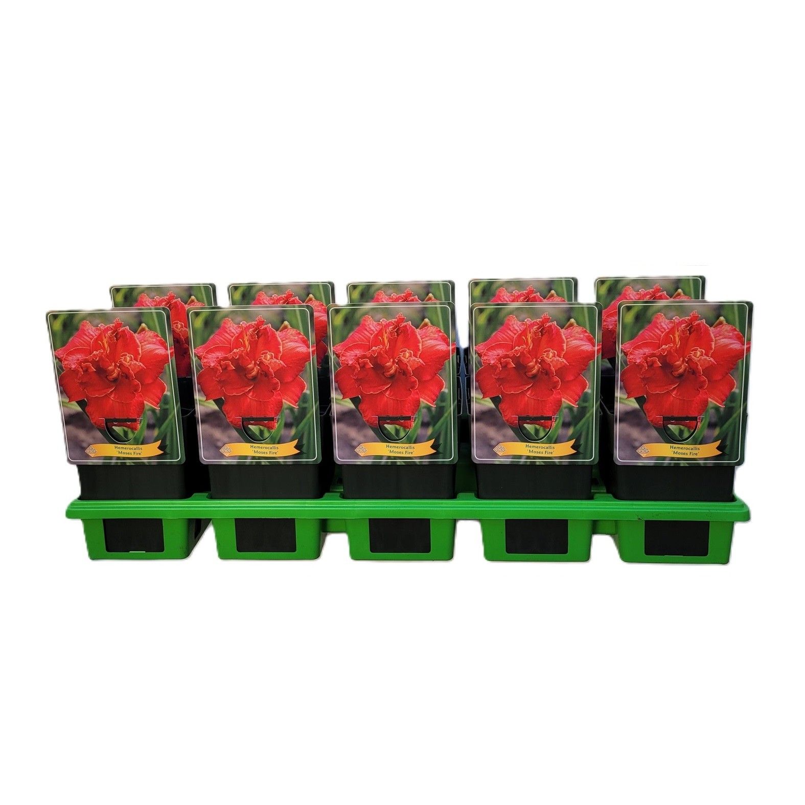 Hemerocallis 'Moses Fire' P11, D 11