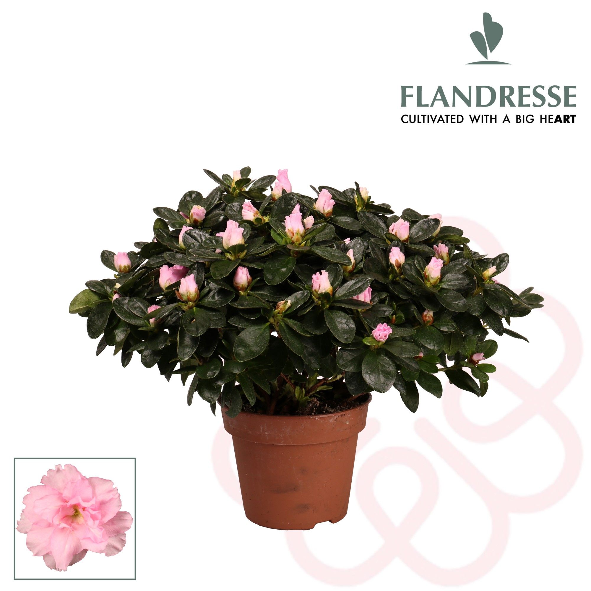 Azalea Flandresse® 'roze' 37 - 40 cm, D 16