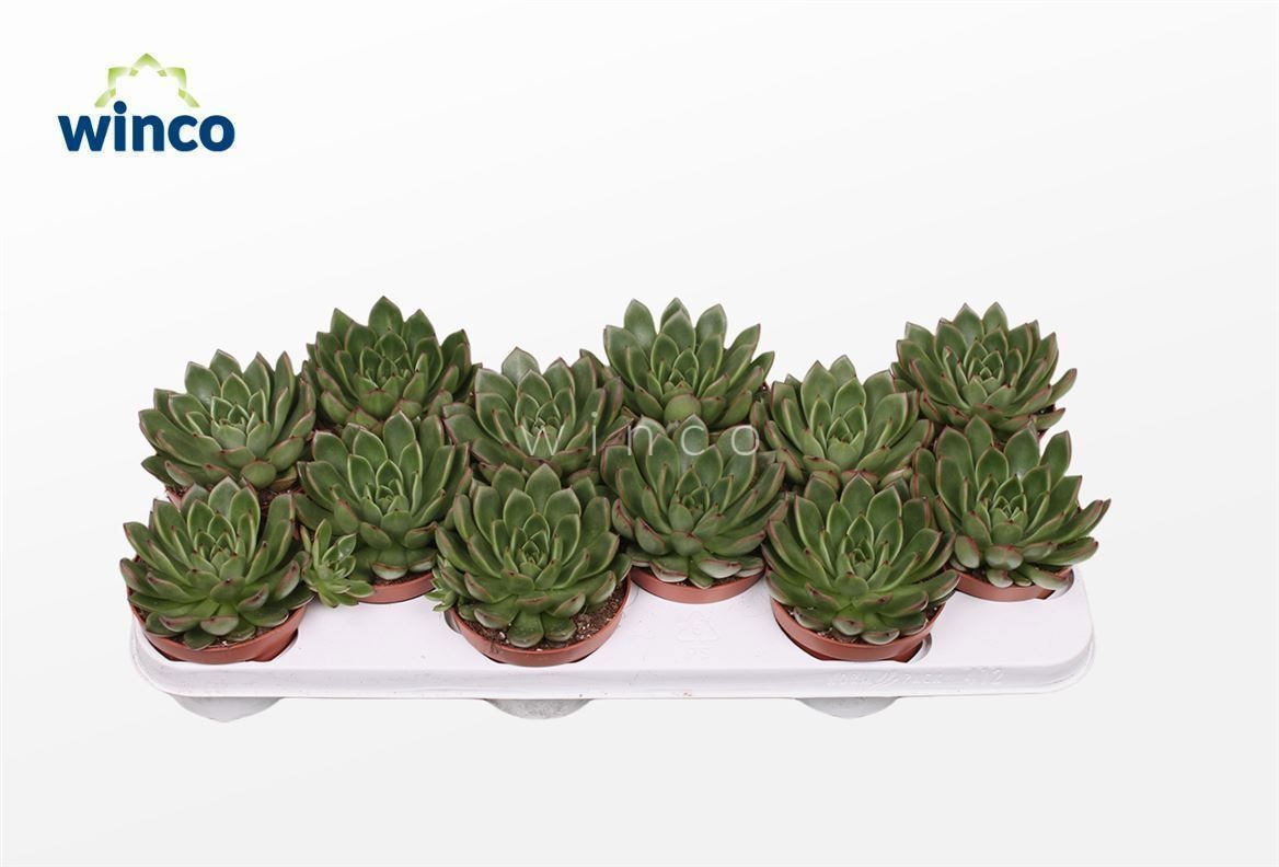 Echeveria Agavoides Belga, D 10,5 cm Echeveria Agavoides Belga, D 10,5 cm