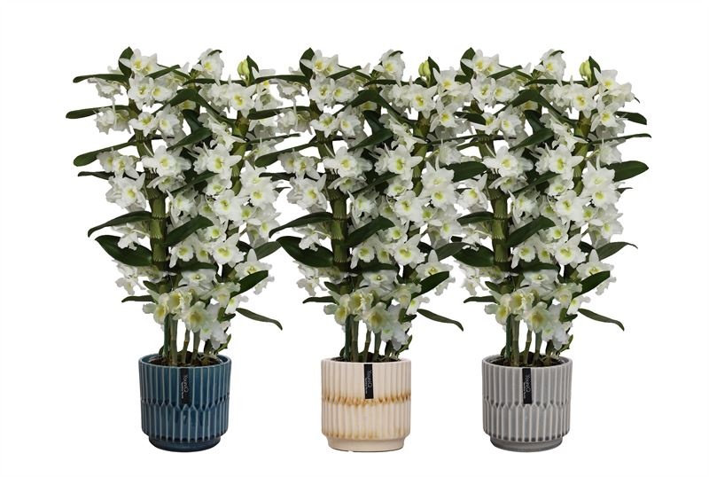 Stoneware p12 Sully mix Dendr Nobile Apollon 3T24+tros regular, D 12 cm