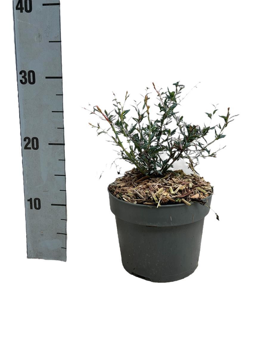 Berberis stenophylla, D 17