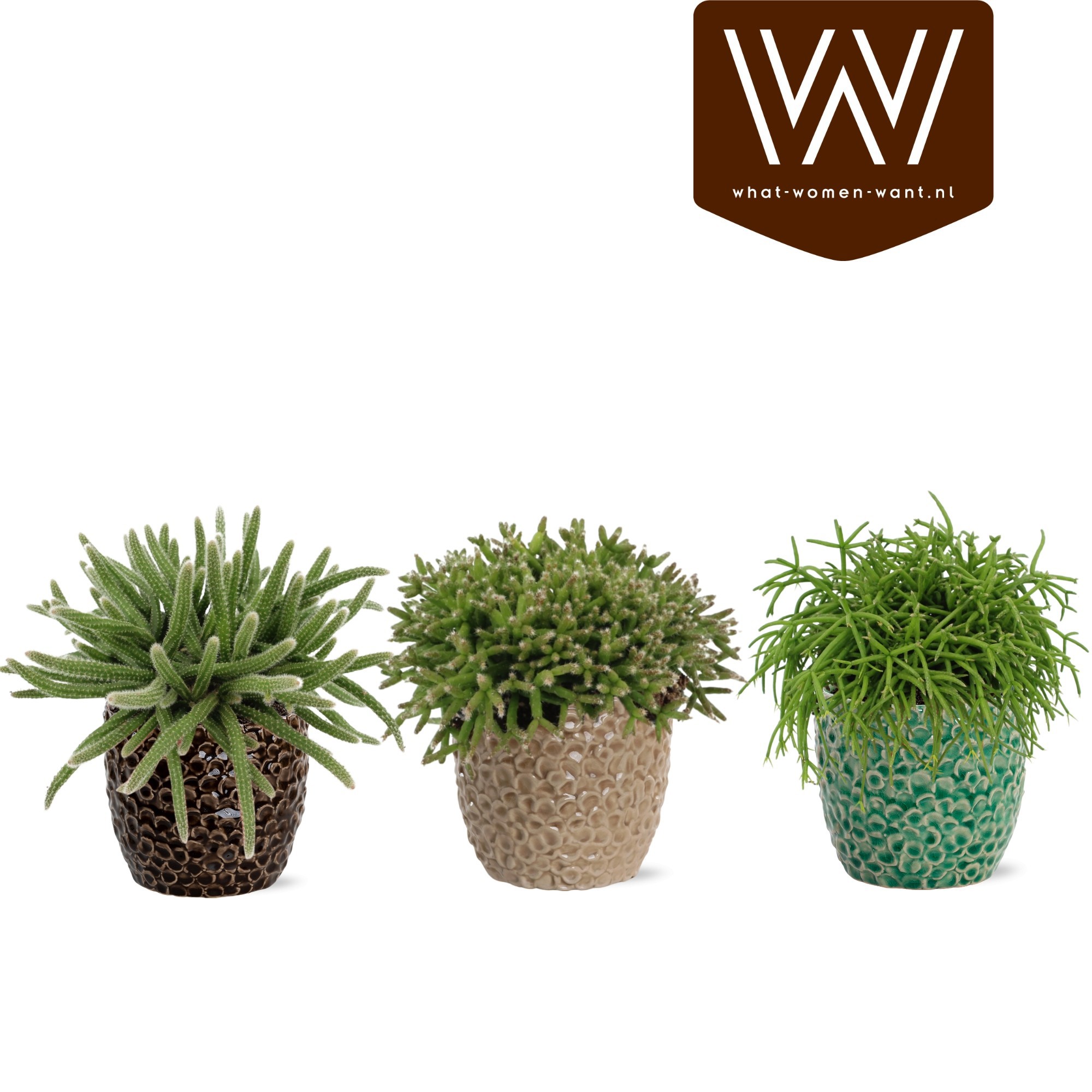 Rhipsalis gemengd P12 LIZZY, D 13