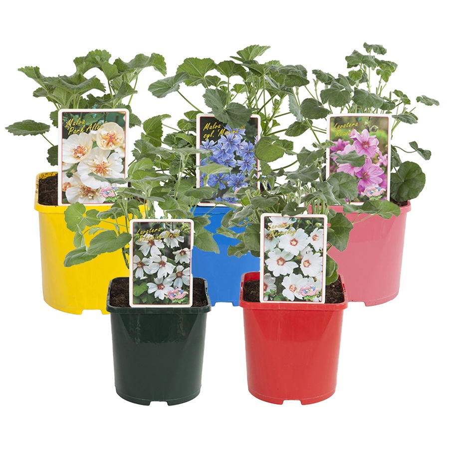 Lavatera / Malva MIX C3 (19cm.), D 19