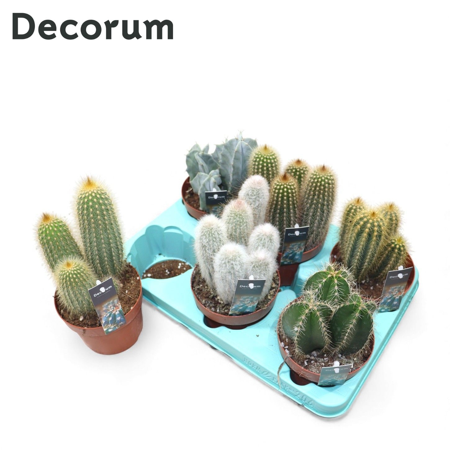 Cactus Column Mix (6spc.) (decorum), D 12