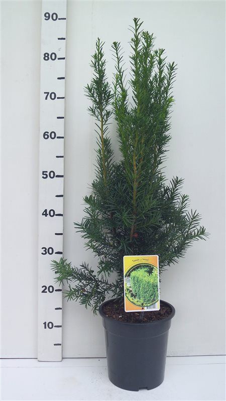 Taxus media 'Hicksii', D 19 cm