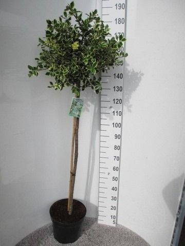 Ilex aquif. Argentea Marginata 100-120st, P32 40-50 cm kroon, D 32