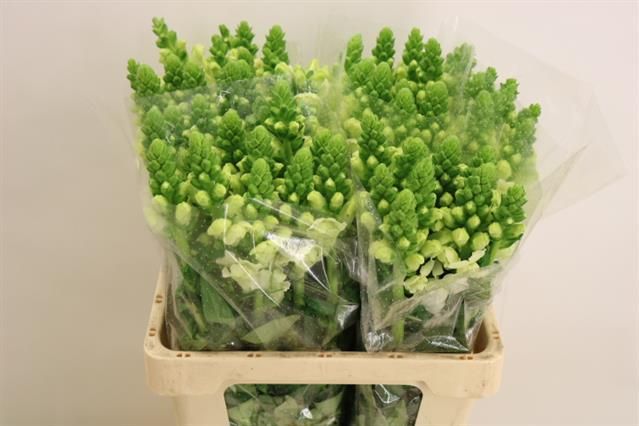 Антирринум Потомак Вайт, шт.