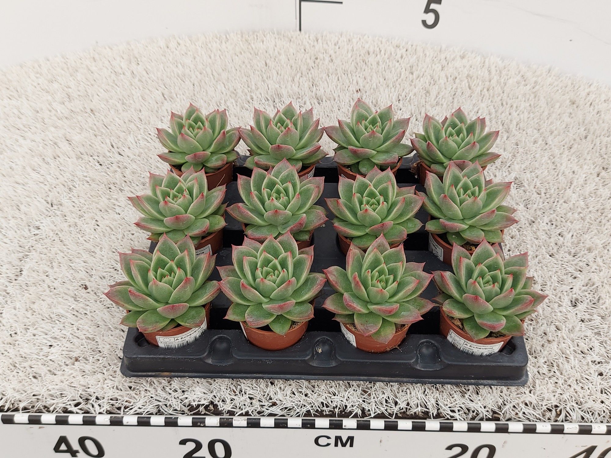 Echeveria agavoides, D 6