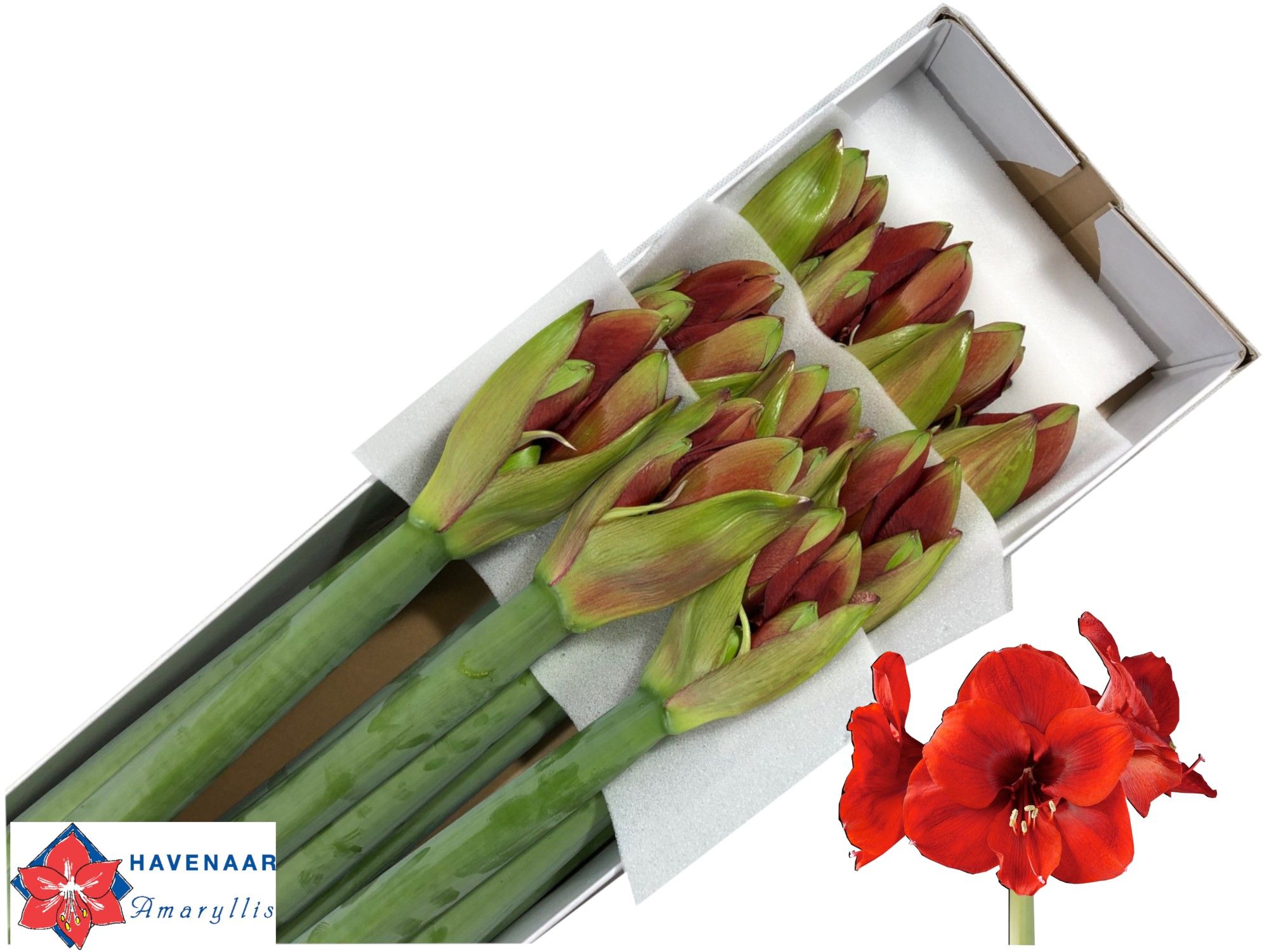 Амарилис Феррари (красн.) x10, шт.