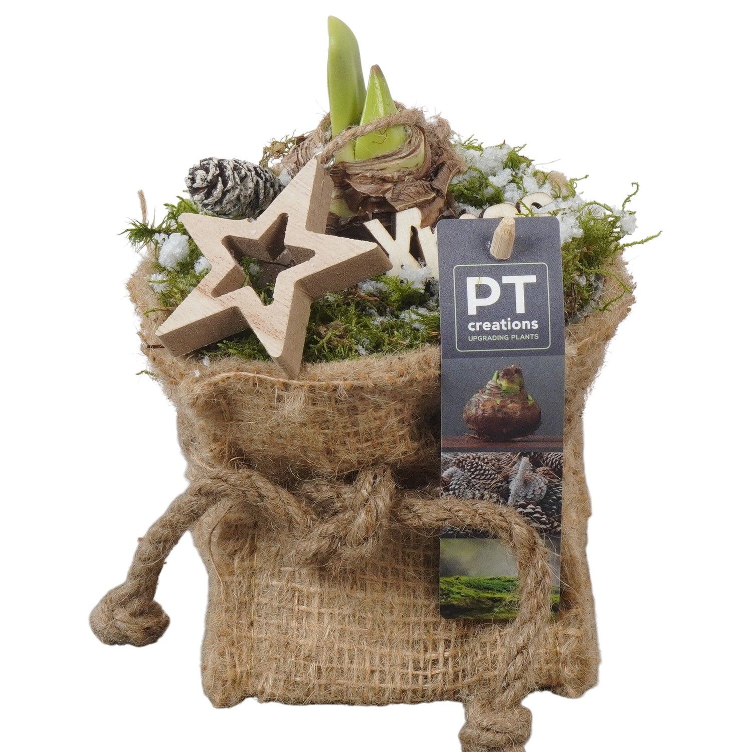 PTACH5910 Arrangement Amaryllis Christmas in jute zak, D 10 cm