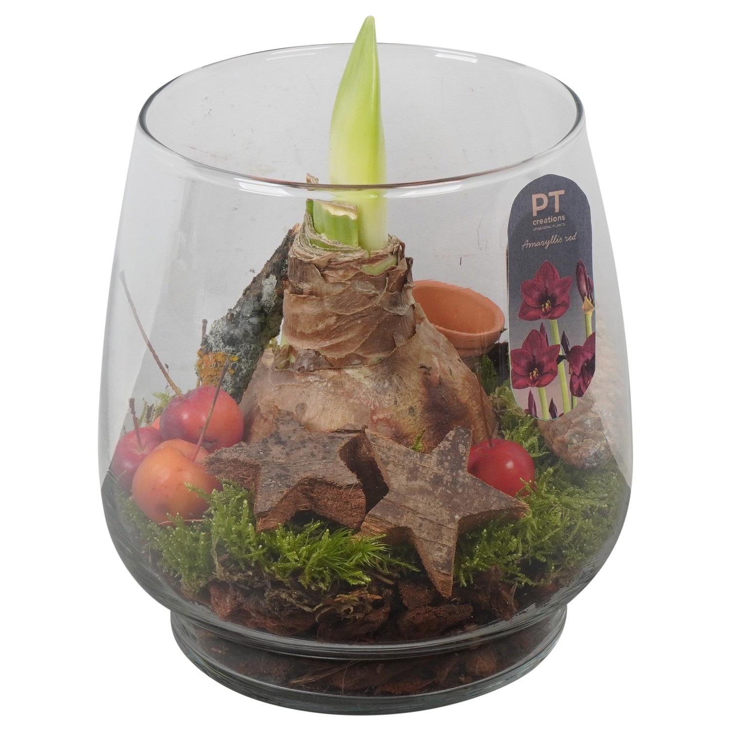 PTACH2413 Arrangement Amaryllis Christmas in glazen vaas, D 16