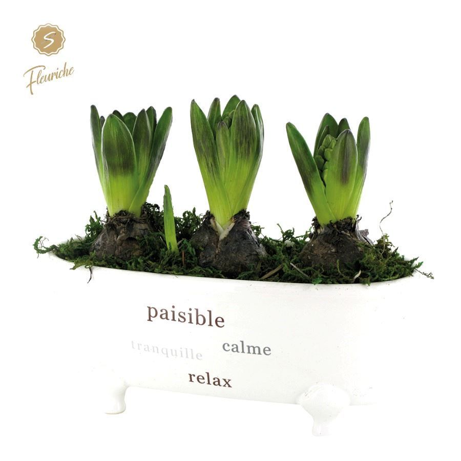 (3904) Hyacint Bathtub 3PP Mos, D 26 cm