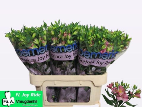 Альстромерия Джой Райд, шт.
