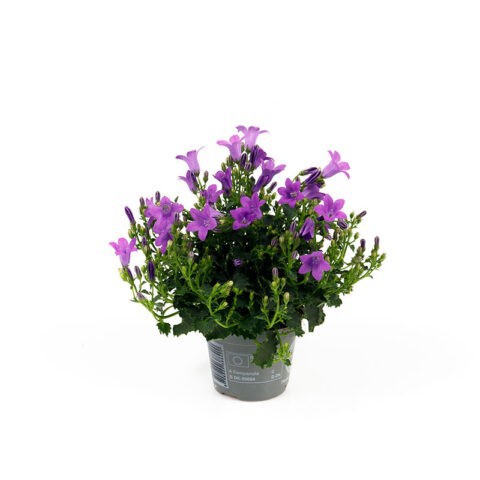 CAMPANU. PORTENSCHLAGIANA, D 6