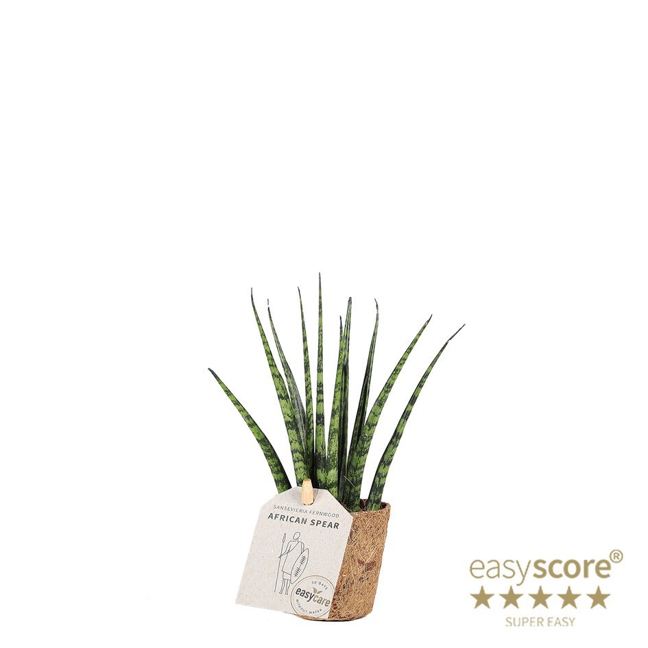 SANSEVIERIA PARVA 'FERNWOOD' 20632500, D 6