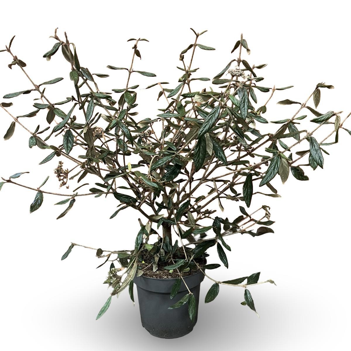 Viburnum 'Pragense', D 31