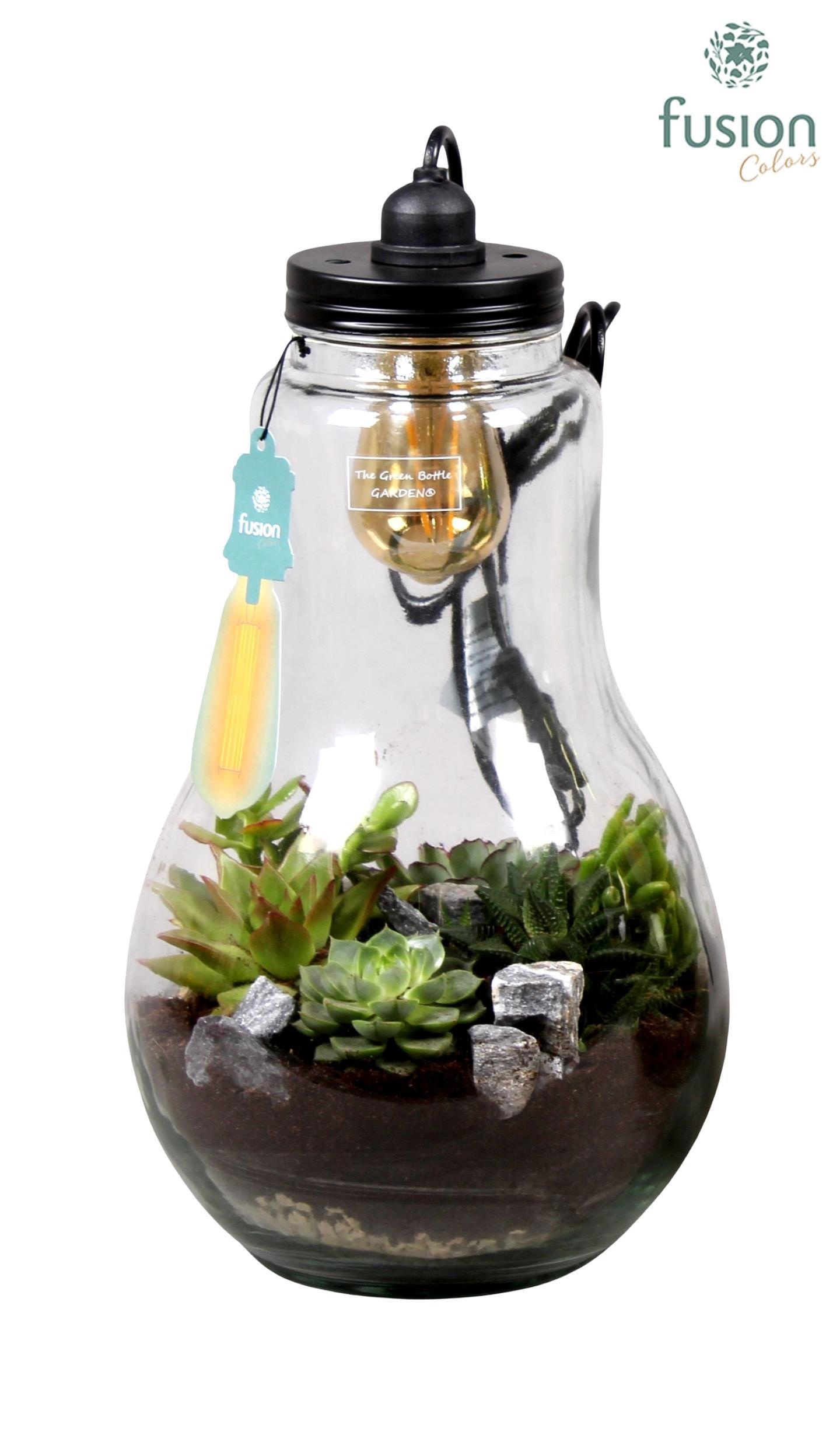 Glas Terrarium XXL helder met verlichting met Succulenten, D 24